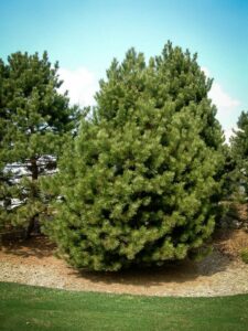 Сосна Чёрная (Pinus Nigra) купить по цене от 270.00р. в интернет-магазине «Посадика» с доставкой почтой в в Азове и по всей России – [изображение №1].