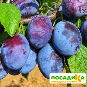 Слива Чачакская ранняя купить по цене от 229.00р. в интернет-магазине «Посадика» с доставкой почтой в в Азове и по всей России – [изображение №1].