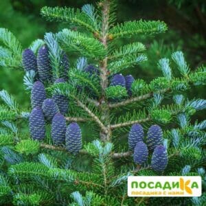 Пихта корейская (Abies koreana) купить по цене от 450.00р. в интернет-магазине «Посадика» с доставкой почтой в в Азове и по всей России – [изображение №1].