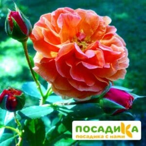 Роза Арабия купить по цене от 350.00р. в интернет-магазине «Посадика» с доставкой почтой в в Азове и по всей России – [изображение №1].