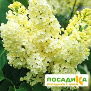 Сирень Примроуз (Primrose) купить по цене от 529.00р. в интернет-магазине «Посадика» с доставкой почтой в в Азове и по всей России – [изображение №1].