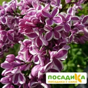 Сирень Сенсация купить по цене от 529.00р. в интернет-магазине «Посадика» с доставкой почтой в в Азове и по всей России – [изображение №1].