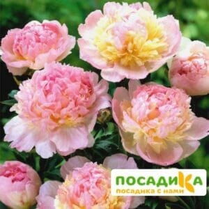 Пион Распберри Сандей (Paeonia Raspberry Sundae) купить по цене от 959р. в интернет-магазине «Посадика» с доставкой почтой в в Азове и по всей России – [изображение №1].