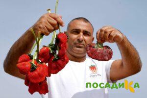 Клубника Гигант Джорнея купить по цене от 266р. в интернет-магазине «Посадика» с доставкой почтой в в Азове и по всей России – [изображение №1].