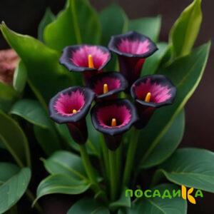 Калла Аура Лейс купить по цене от 400р. в интернет-магазине «Посадика» с доставкой почтой в в Азове и по всей России – [изображение №1].