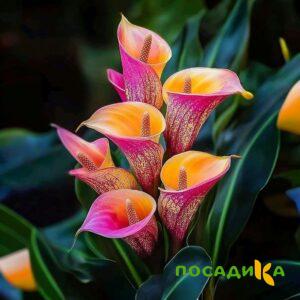 Калла Оникс купить по цене от 450р. в интернет-магазине «Посадика» с доставкой почтой в в Азове и по всей России – [изображение №1].