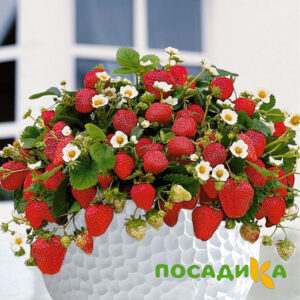 Клубника Рубиновый Шепот (горшечная) купить по цене от 240р. в интернет-магазине «Посадика» с доставкой почтой в в Азове и по всей России – [изображение №1].