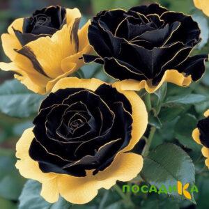 Роза Ханни Сикл купить по цене от 700р. в интернет-магазине «Посадика» с доставкой почтой в в Азове и по всей России – [изображение №1].