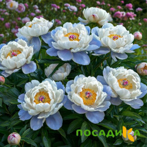 Пион акварельный Этюд купить по цене от 806р. в интернет-магазине «Посадика» с доставкой почтой в в Азове и по всей России – [изображение №1].