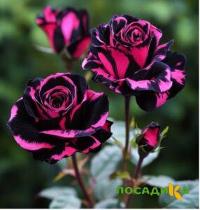 Роза Багровый Шепот купить по цене от 366р. в интернет-магазине «Посадика» с доставкой почтой в в Азове и по всей России – [изображение №1].