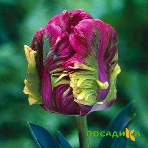 Тюльпан Экзотик Хэвен купить по цене от 186р. в интернет-магазине «Посадика» с доставкой почтой в в Азове и по всей России – [изображение №1].